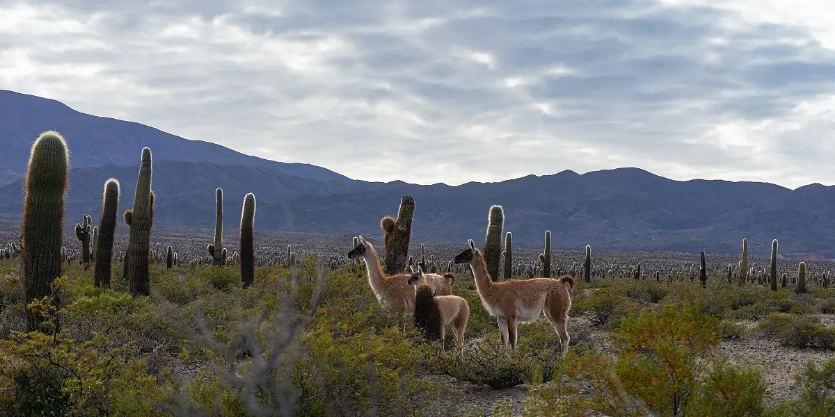 Parque Nacional los Cardones